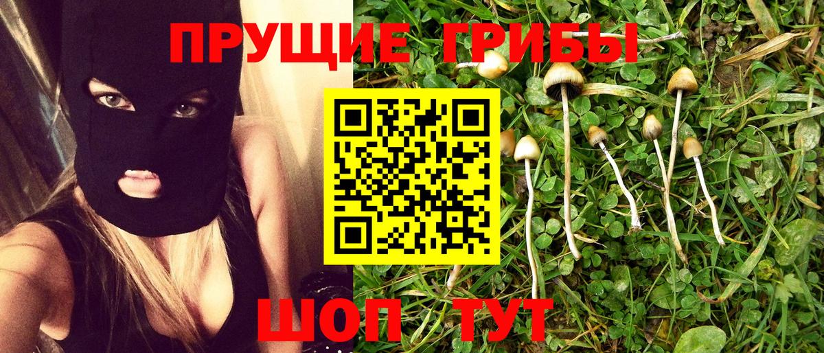Сокол  Псилоцибиновые грибы мицелий  Вход с VPN  Псилоцибиновые грибы GOLDEN TEACHER 